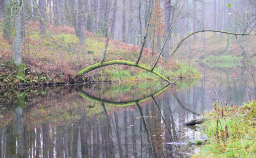 41_Girinio pažintinis takas.jpg